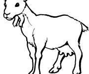 Coloriage Petit bouc facile