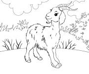 Coloriage Petit Ch&egrave;vre caprin dans la nature