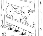 Coloriage Petits Ch&egrave;vres s'amusant