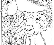 Coloriage Portrait de deux ch&egrave;vres avec des feuilles