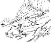 Coloriage Sc&egrave;ne des Caprins de montagne rocheuse
