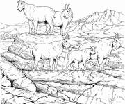 Coloriage Troupeau de caprins