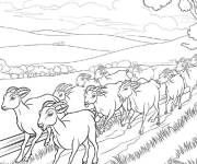 Coloriage Troupeau de ch&egrave;vres aventureux