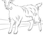 Coloriage Vieille ch&egrave;vre dessin&eacute;e au crayon