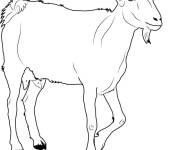 Coloriage Vieille ch&egrave;vre r&eacute;aliste