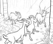 Coloriage Voyage en for&ecirc;t des caprins
