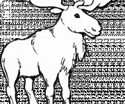 Coloriage et dessins gratuit Caribou adulte à imprimer
