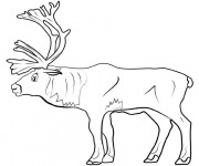 Coloriage Caribou adulte à télécharger