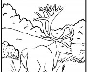 Coloriage Caribou américain