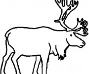 Coloriage Caribou au crayon