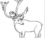 Coloriage Caribou en couleur