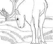 Coloriage Caribou en train de manger