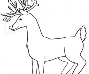 Coloriage Caribou européen