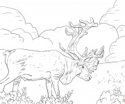 Coloriage Caribou géant