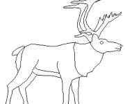 Coloriage Caribou levant sa tête