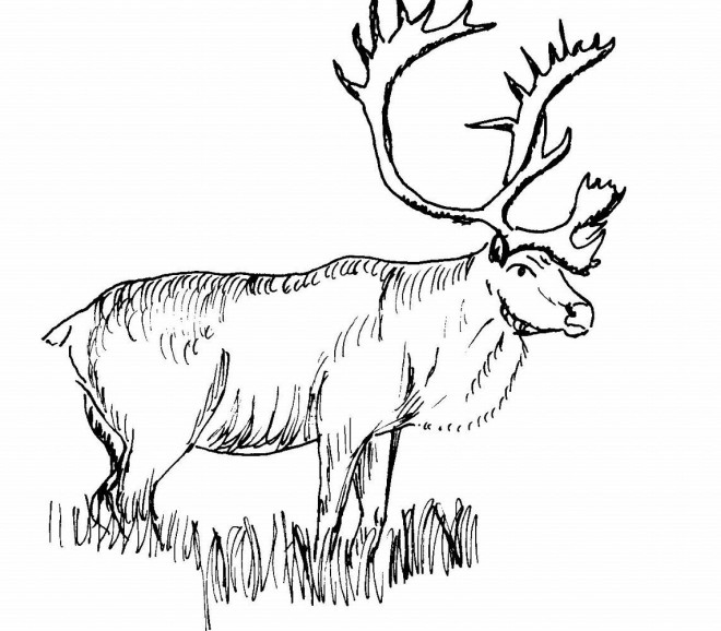 Coloriage Caribou Noir Et Blanc Dessin Gratuit à Imprimer