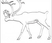 Coloriage Caribou pour enfant