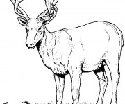 Coloriage et dessins gratuit Caribou réaliste à imprimer