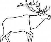 Coloriage Caribou simple