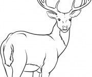 Coloriage Caribou te regarde