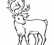 Coloriage Portrait d'un Caribou