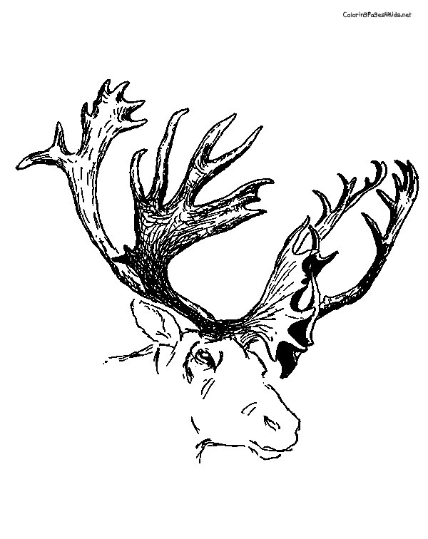 Coloriage Tête De Caribou Dessin Gratuit à Imprimer