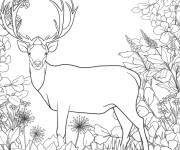 Coloriage Beau cerf parmi les plantes