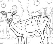Coloriage Biche en mangeant dans le champ 