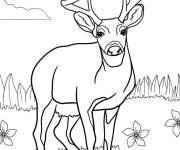 Coloriage Biche entre les fleurs