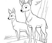 Coloriage Biche et cerf dans la foret