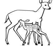 Coloriage Biche et son petit faon