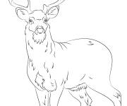 Coloriage Cerf adulte de Virginie