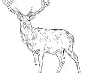 Coloriage et dessins gratuit Cerf adulte r&eacute;aliste à imprimer
