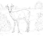 Coloriage Cerf animal de la foret