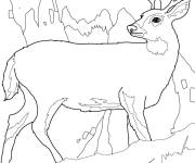Coloriage Cerf dans la montagne