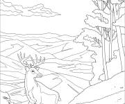 Coloriage Cerf dans le paysage de foret