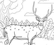 Coloriage Cerf de l'Am&eacute;rique de nord