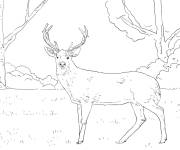 Coloriage Cerf en alerte dans la nature