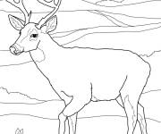 Coloriage Cerf en marchant