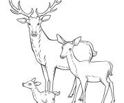 Coloriage et dessins gratuit Cerf et biche et leur petit à imprimer