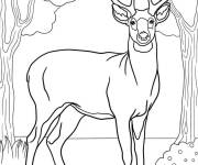 Coloriage Cerf male entre les arbres