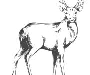 Coloriage Cerf r&eacute;aliste &agrave; t&eacute;l&eacute;charger