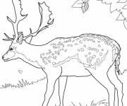 Coloriage Cerf r&eacute;aliste en mangeant