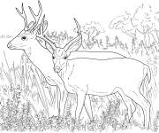 Coloriage Deux cerfs &agrave; la recherche de la nature
