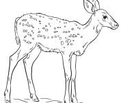Coloriage Faon apprend a marcher