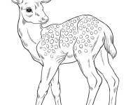 Coloriage et dessins gratuit Faon d&eacute;taill&eacute; à imprimer