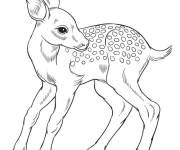 Coloriage et dessins gratuit Faon r&eacute;aliste en couleurs à imprimer
