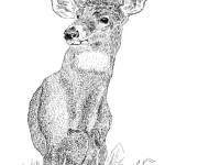 Coloriage Image de cerf r&eacute;aliste