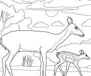 Coloriage Maman biche surveille le faon
