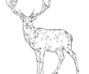 Coloriage Portrait d'un cerf en ligne